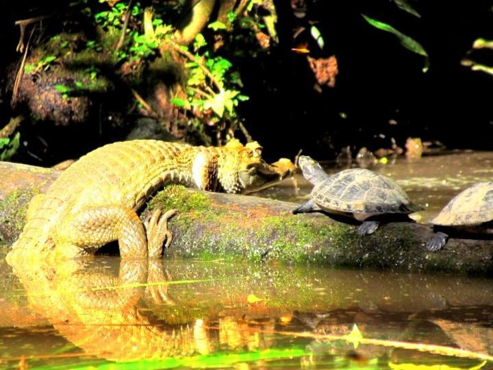 Gaia Amazon Eco Lodge Ahuano المظهر الخارجي الصورة