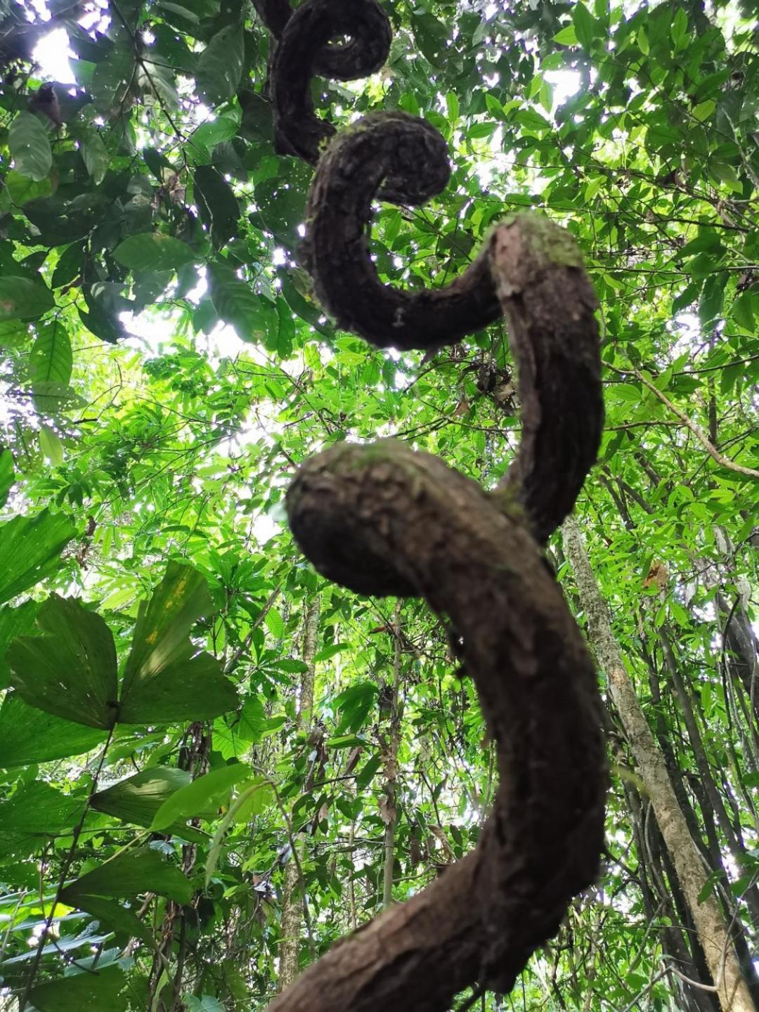 Gaia Amazon Eco Lodge Ahuano المظهر الخارجي الصورة