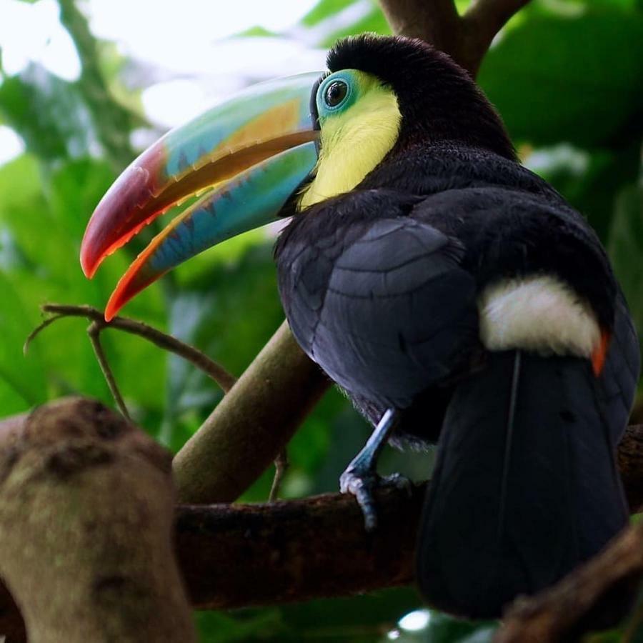 Gaia Amazon Eco Lodge Ahuano المظهر الخارجي الصورة