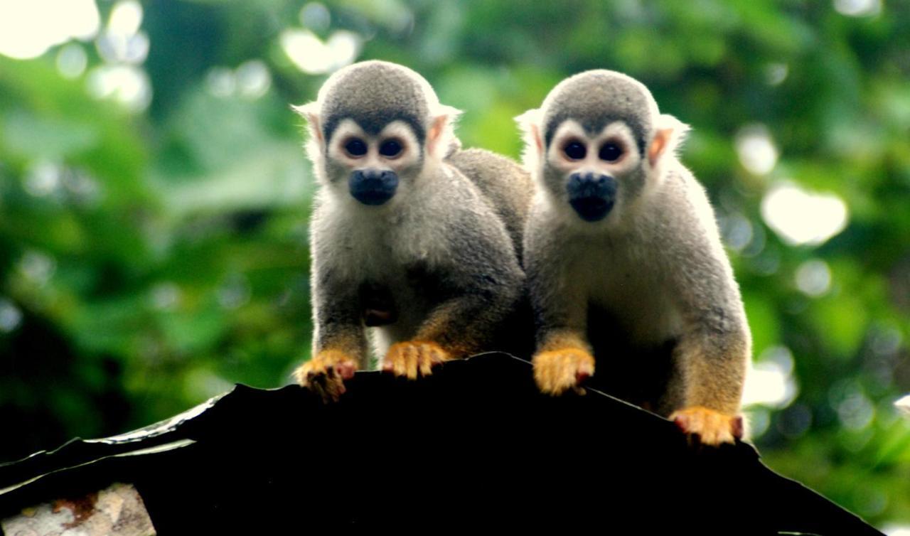 Gaia Amazon Eco Lodge Ahuano المظهر الخارجي الصورة